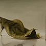 Diade I, 2015, olio su lino, 40 x 60 cm, courtesy dell'artista e Guido Costa Projects, Torino